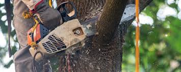 Trusted Glandorf, OH Tree Services Experts