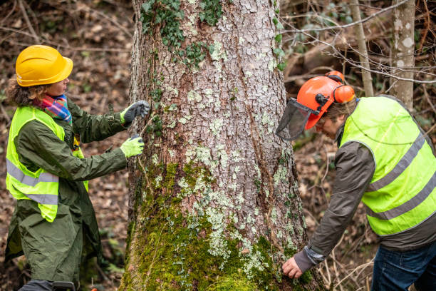 How Our Tree Care Process Works  in  Glandorf, OH