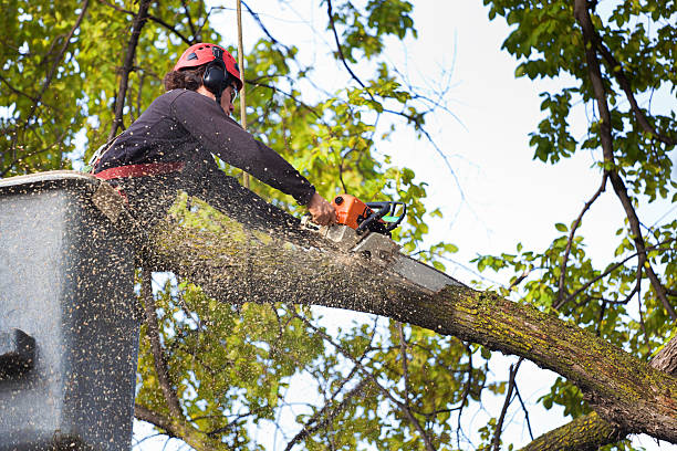 Best Leaf Removal  in Glandorf, OH