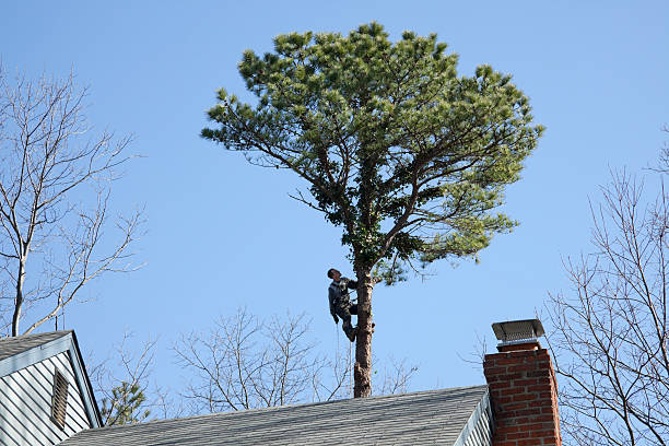  Glandorf, OH Tree Services Pros